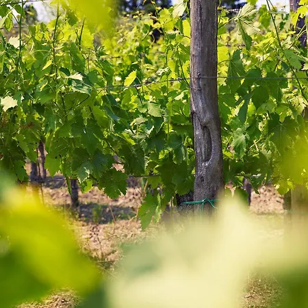 Country house Tenuta Il Poggetto *