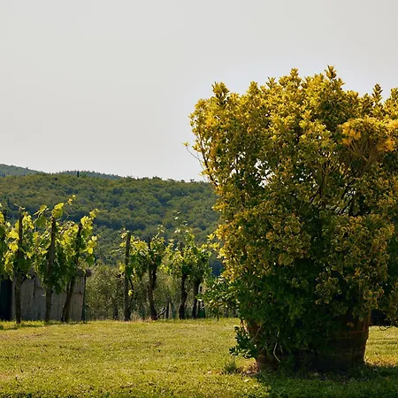 Tenuta Il Poggetto Radda in Chianti